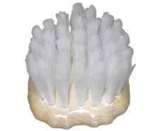 Wooden brush covered by polypropylene